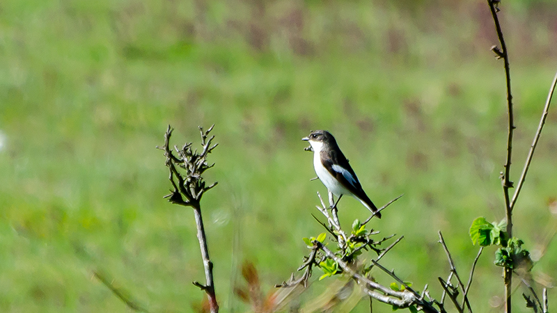 European Pied Flycatcher