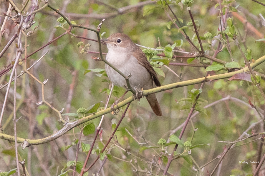 Common Nightingale