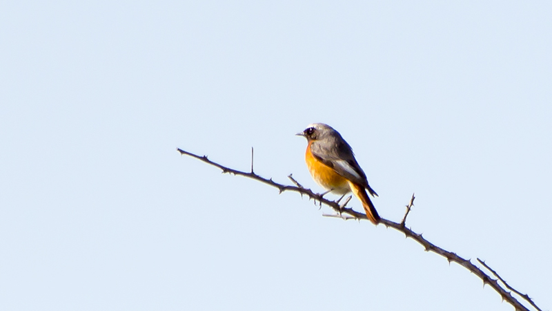 Common Redstart