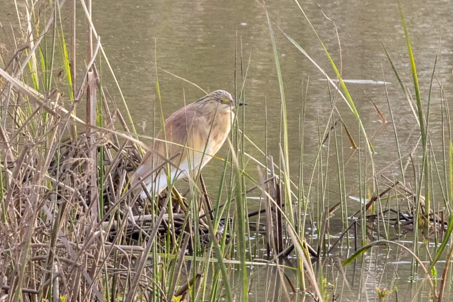 Squacco Heron