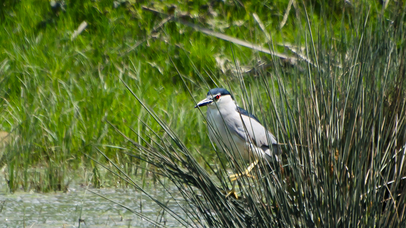 Black-crowned Night Heron