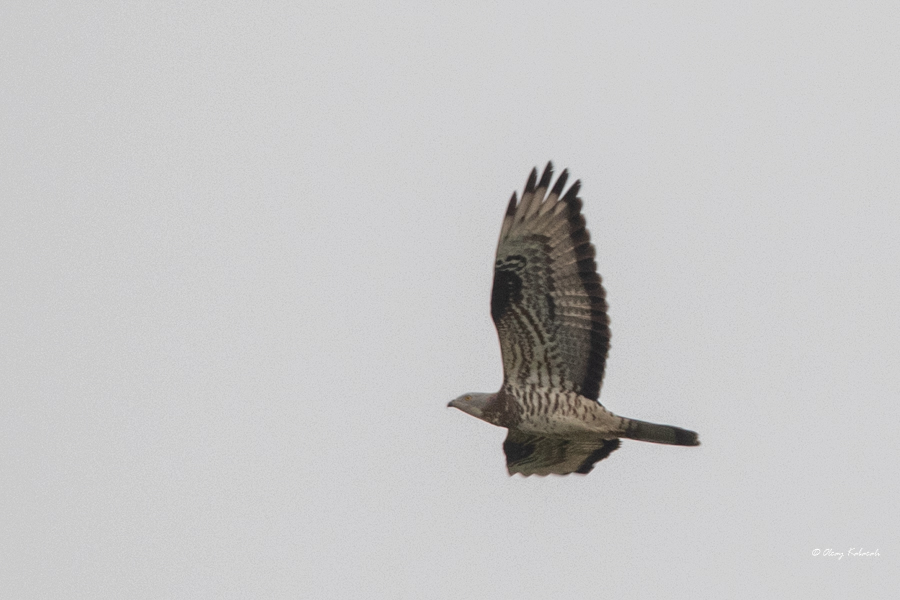 European Honey Buzzard