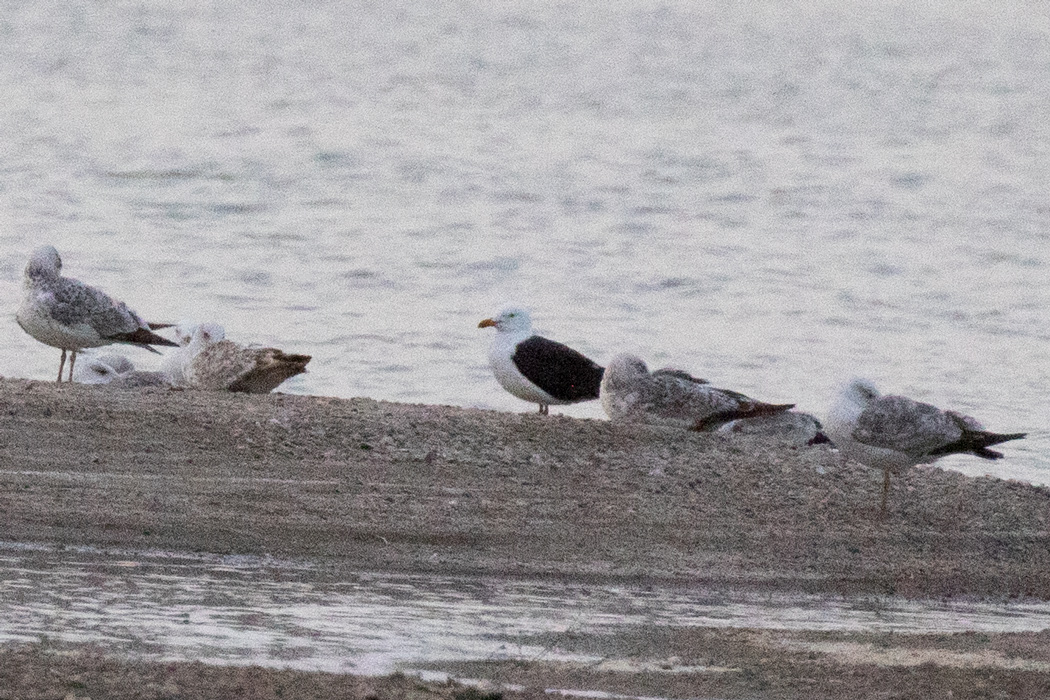 Lesser Black-backed Gull