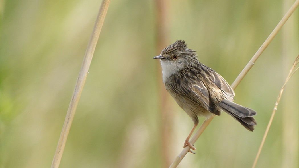 Delicate Prinia