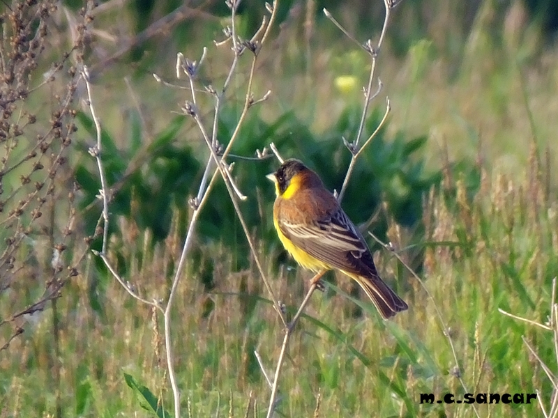 Black-headed Bunting