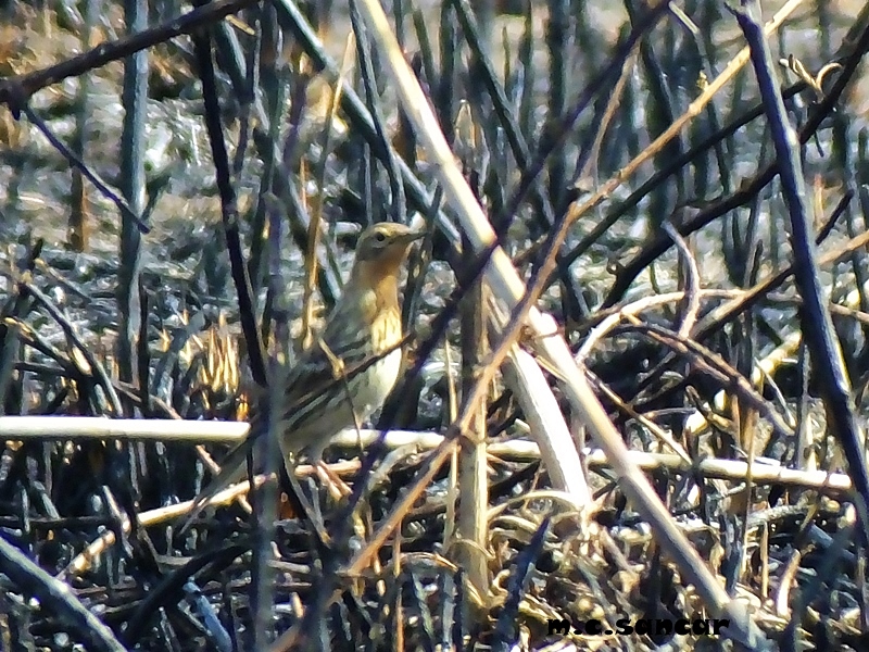 Red-throated Pipit
