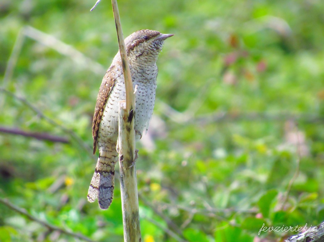 Eurasian Wryneck