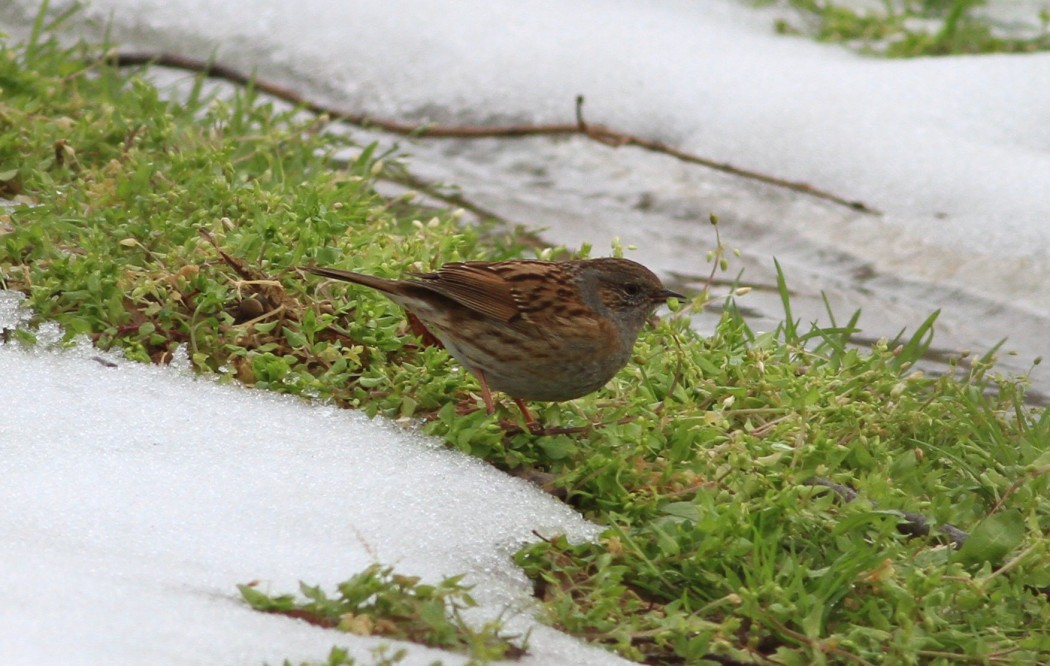 Dunnock