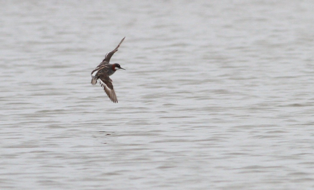 Red-necked Phalarope