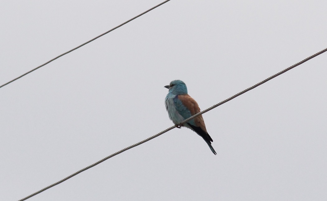 European Roller
