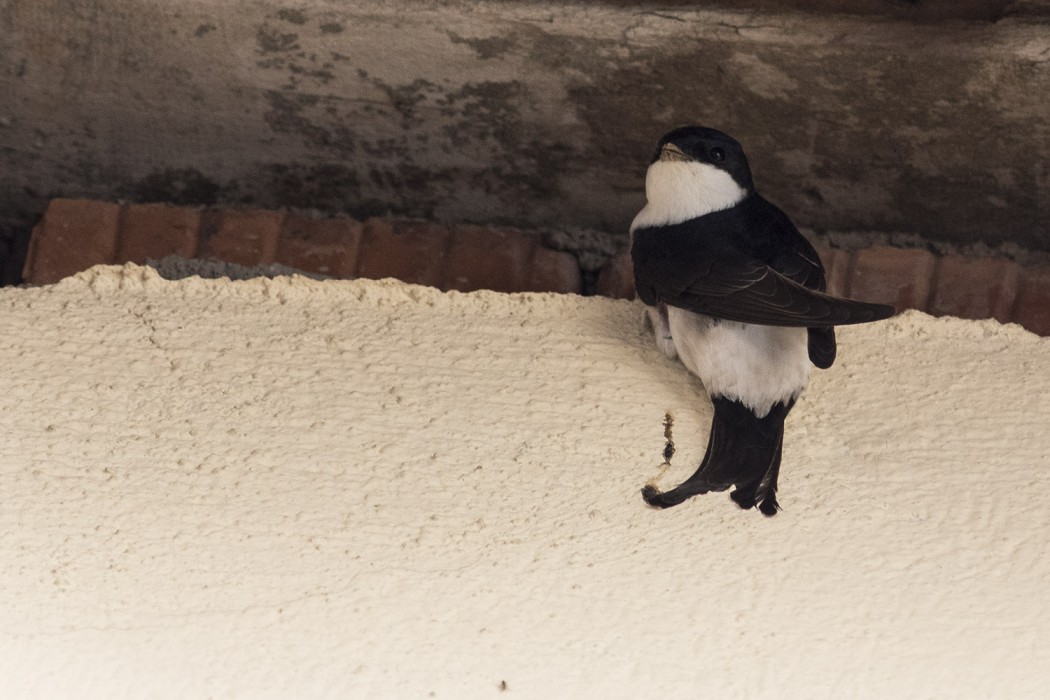 Common House Martin