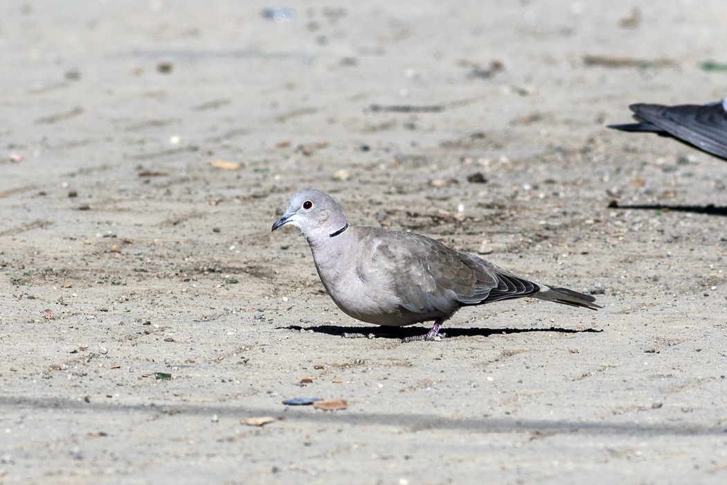 Eurasian Collared Dove