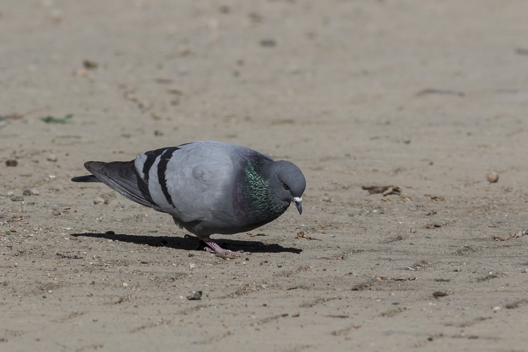 Rock Dove