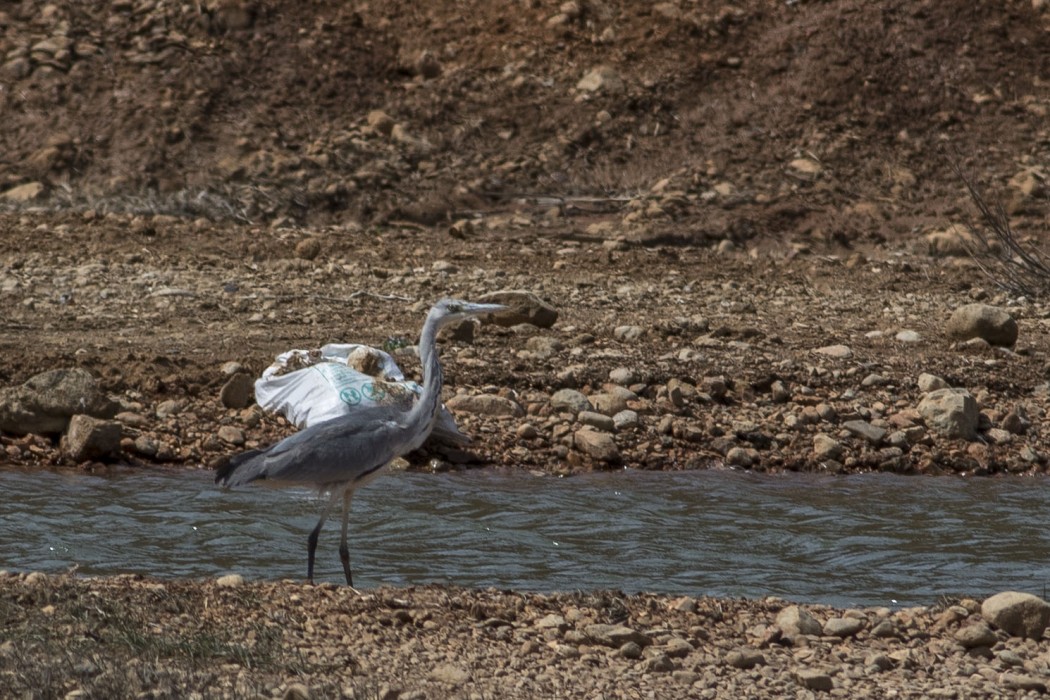 Grey Heron