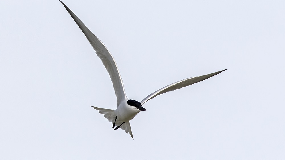 Gull-billed Tern