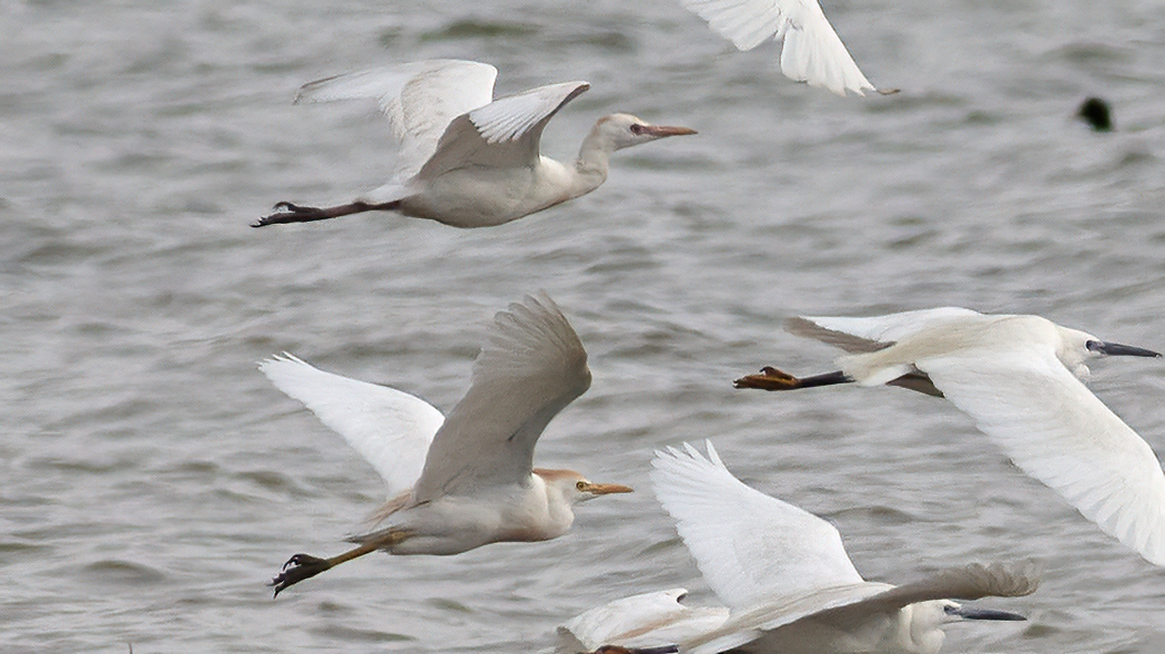 Western Cattle Egret