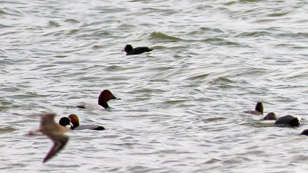 Common Pochard
