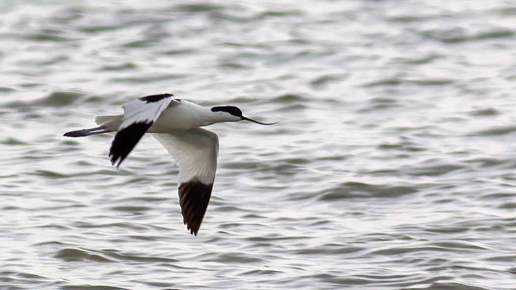 Pied Avocet