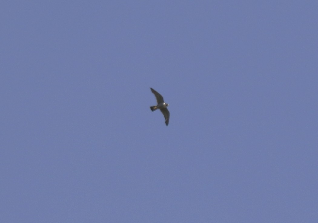 Peregrine Falcon