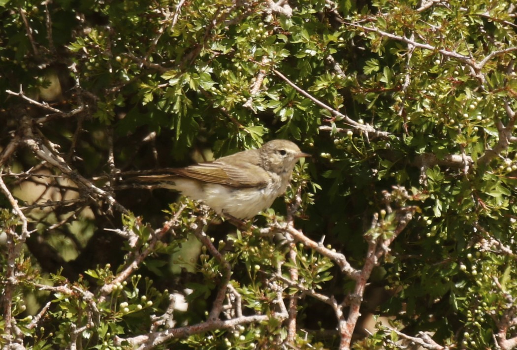 Eastern Bonelli`s Warbler