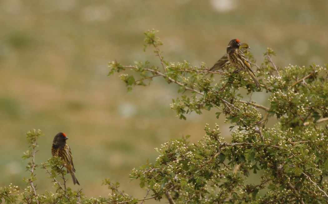 Red-fronted Serin