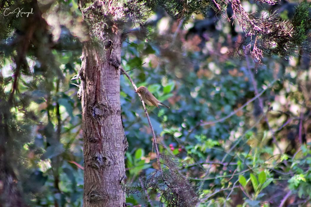 Red-breasted Flycatcher