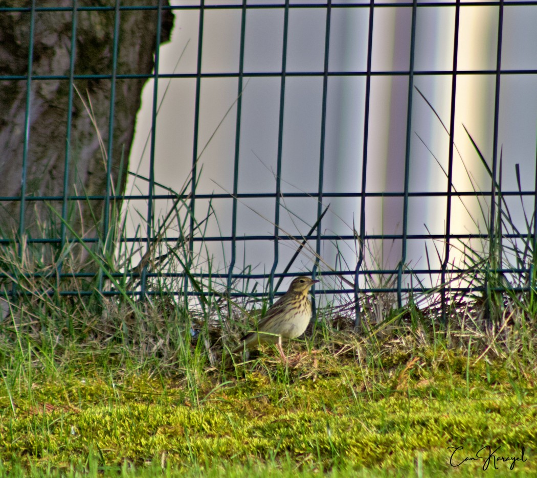Tree Pipit