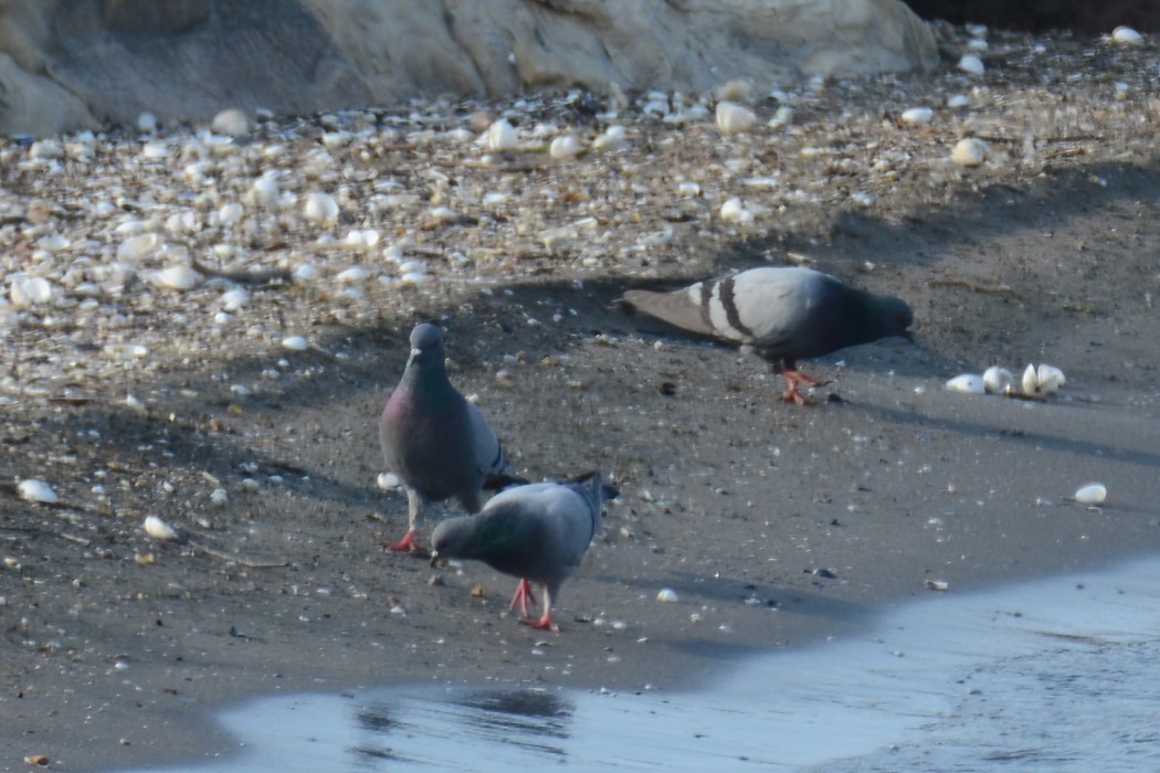Rock Dove