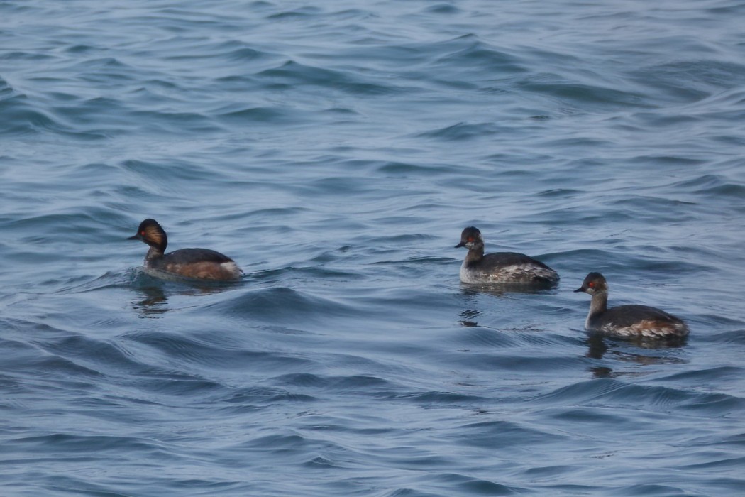 Black-necked Grebe