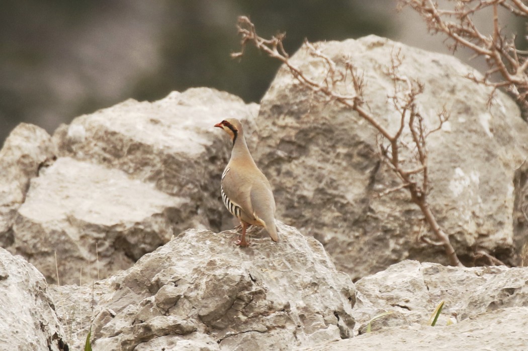 Chukar Partridge
