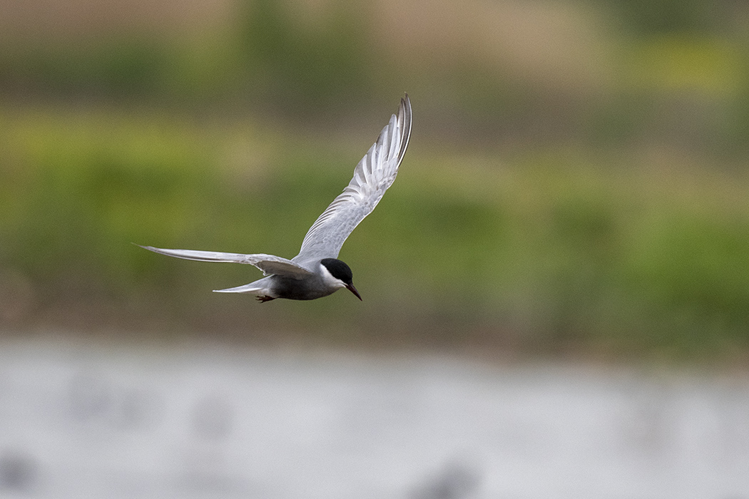 Whiskered Tern