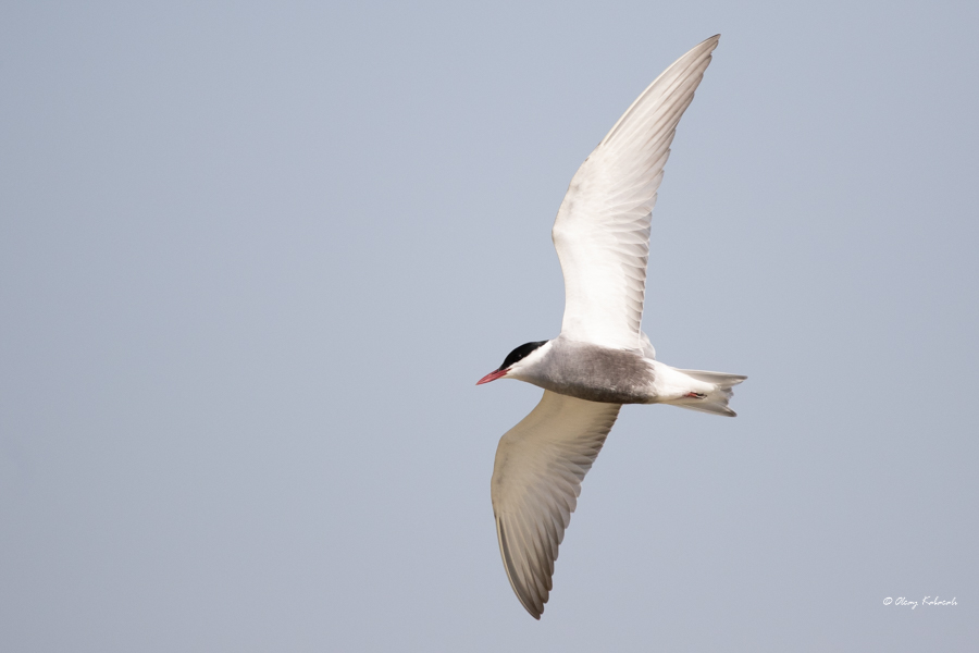 Whiskered Tern