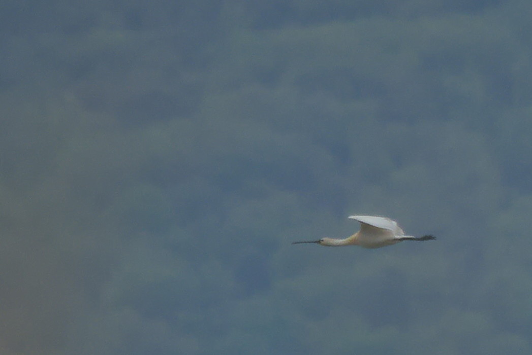 Eurasian Spoonbill