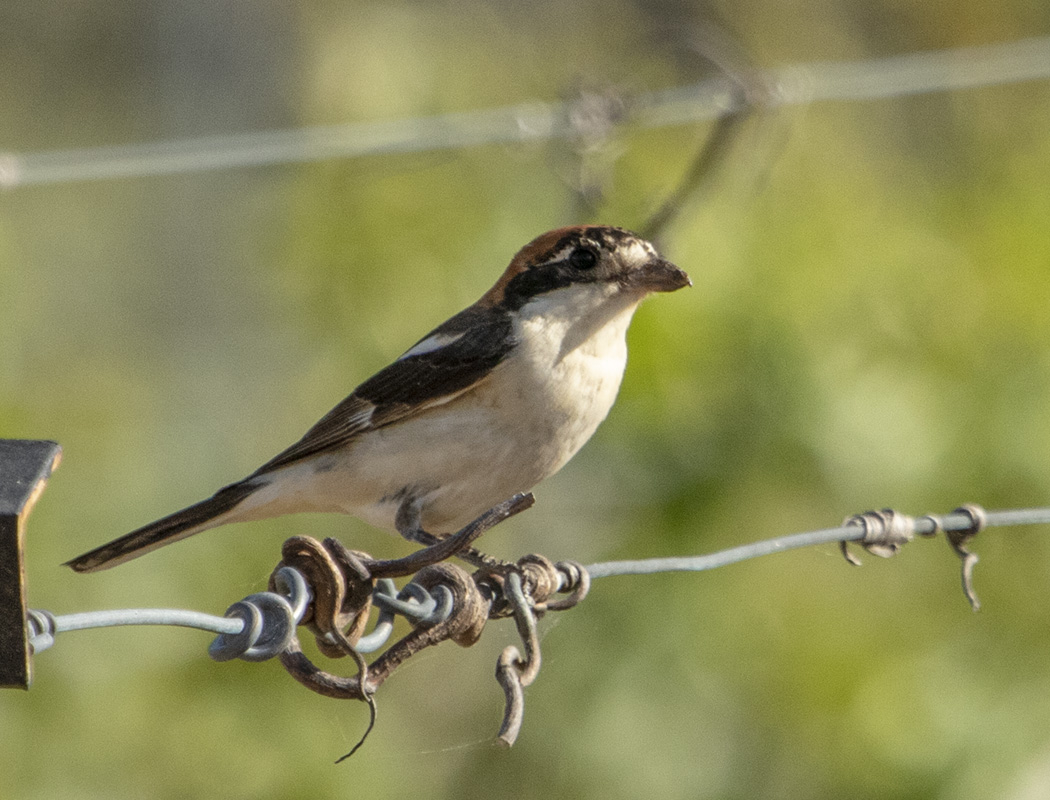 Woodchat Shrike