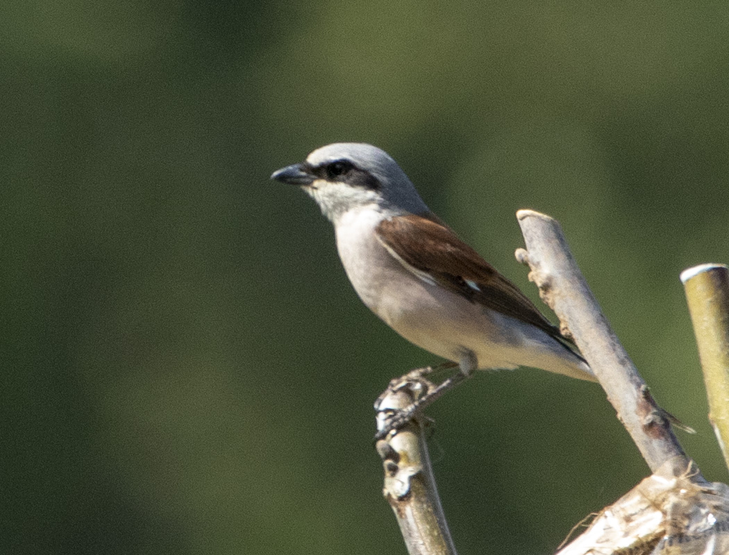 Kızılsırtlı Örümcekkuşu