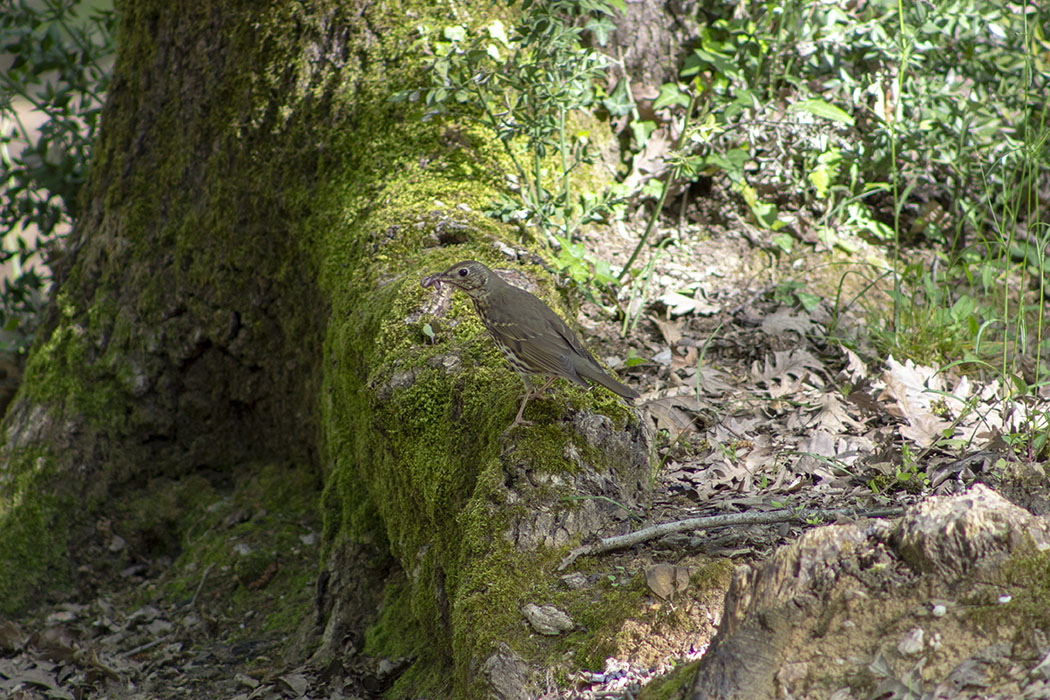 Song Thrush