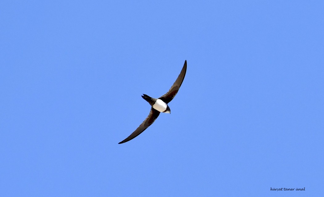 Akkarınlı Ebabil