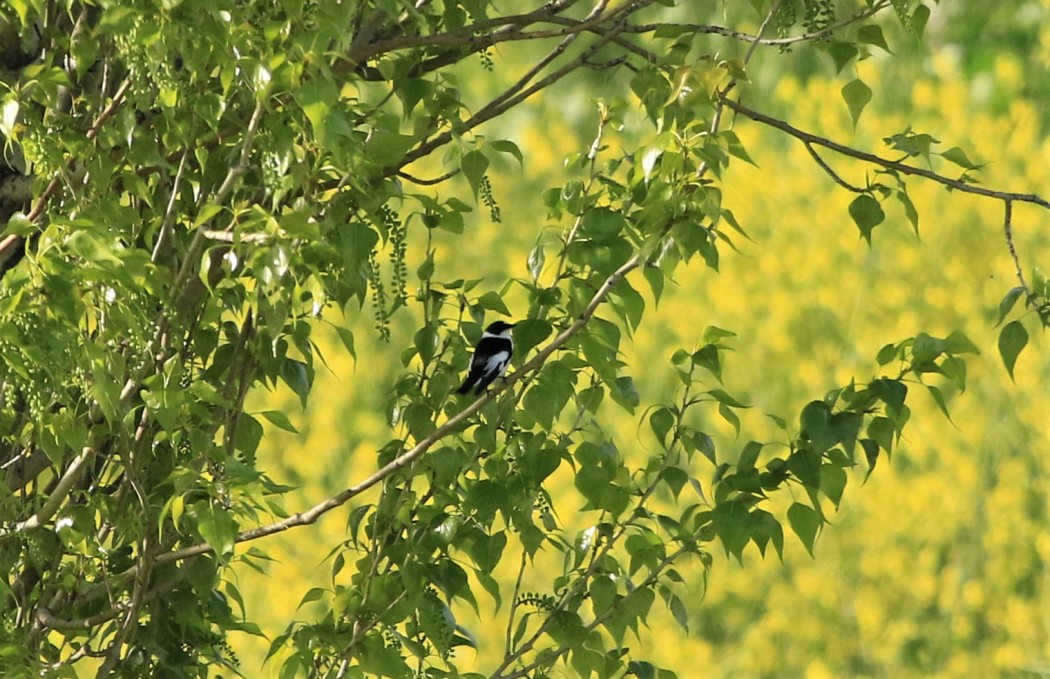 Collared Flycatcher