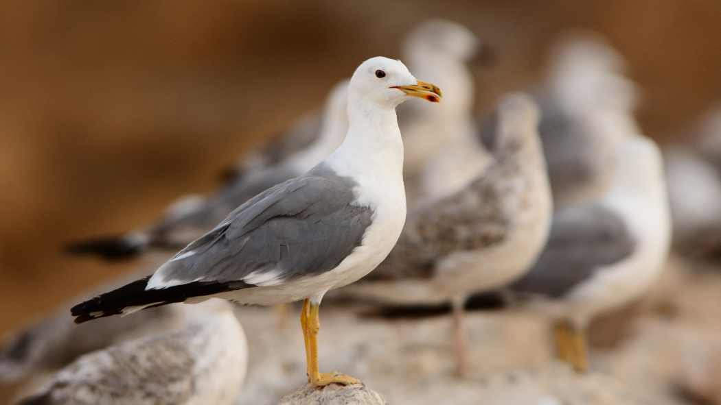 Armenian Gull