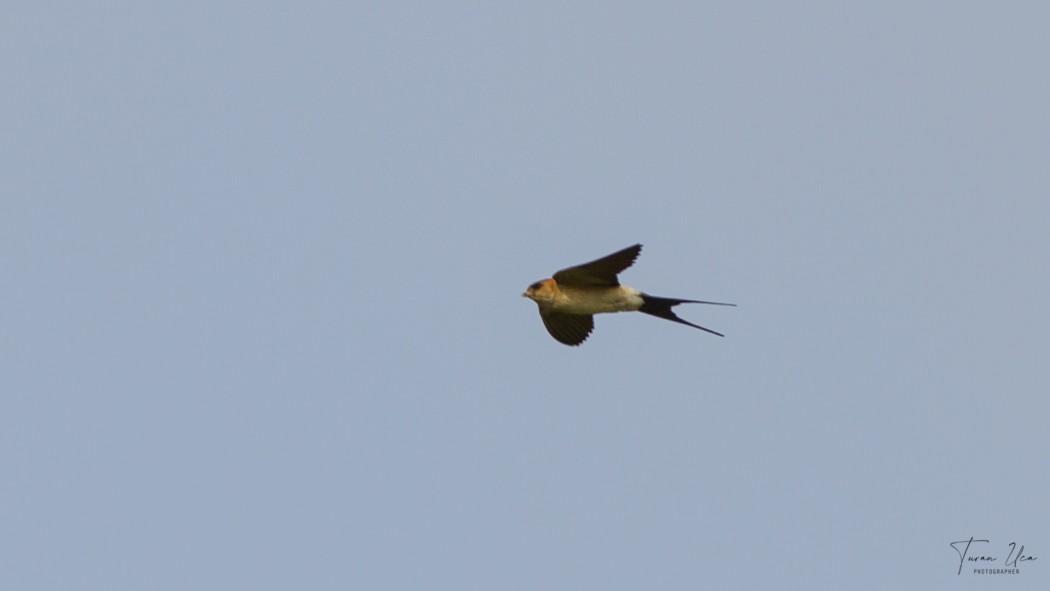 European Red-rumped Swallow