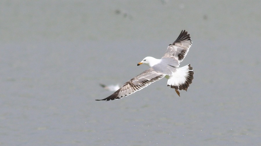 Armenian Gull