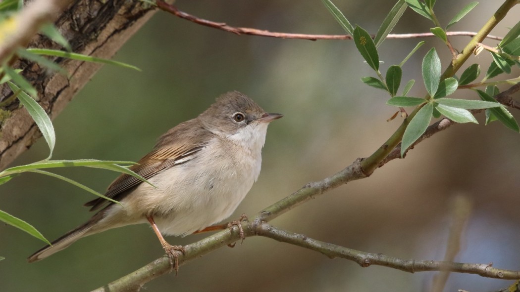 Akgerdanlı Ötleğen