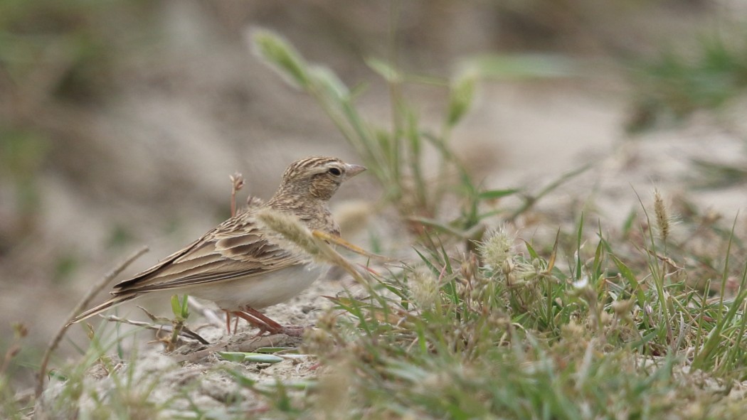 Greater Short-toed Lark