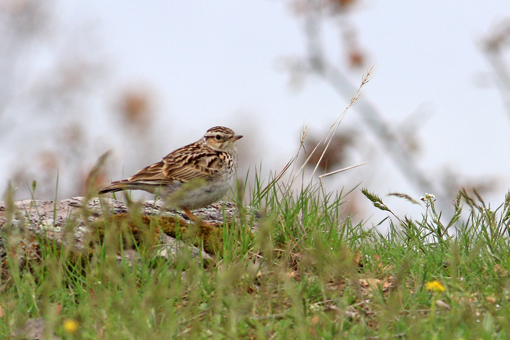 Woodlark