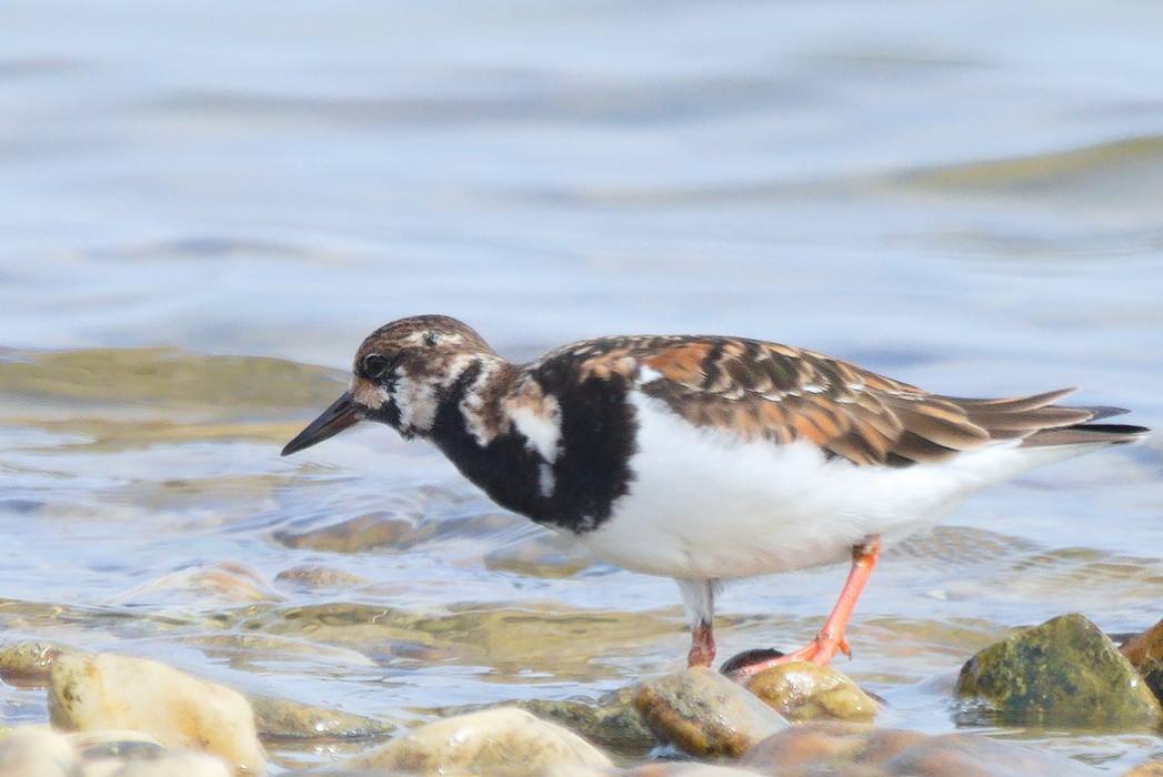 Ruddy Turnstone