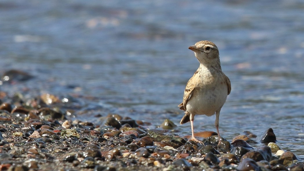Greater Short-toed Lark