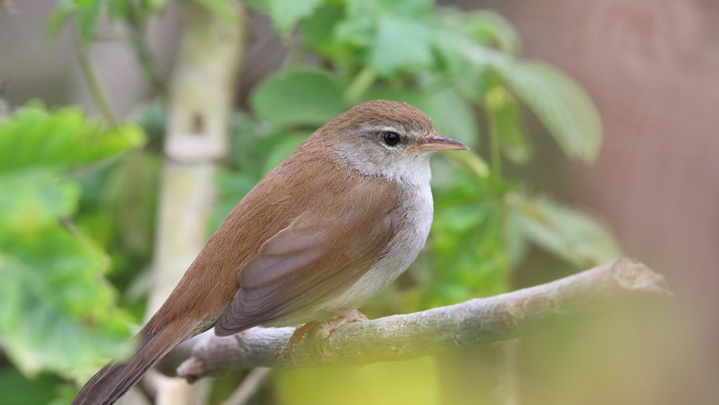 Cetti`s Warbler