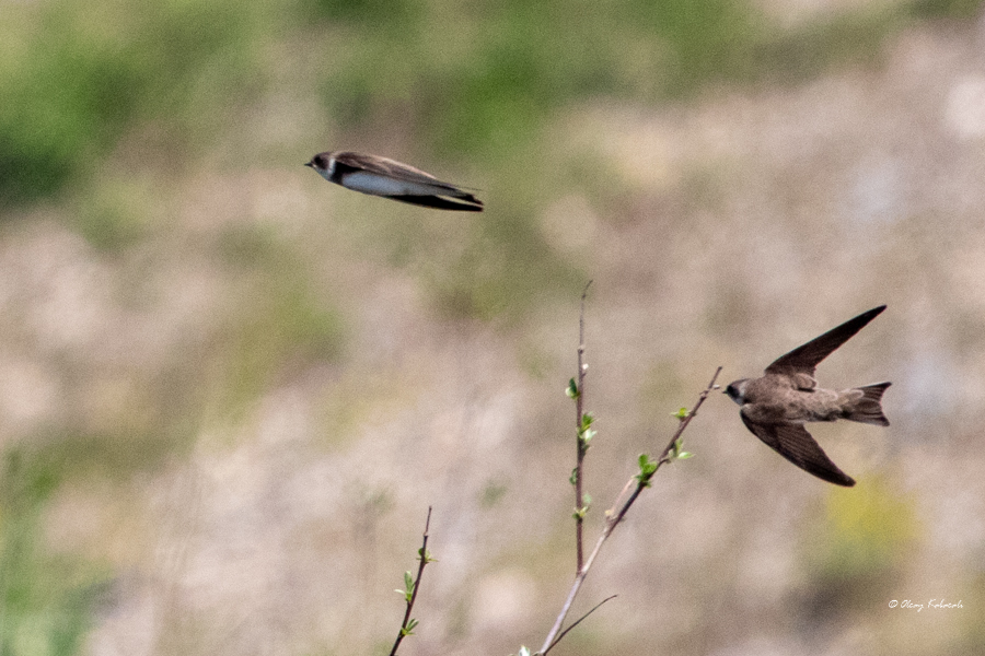 Sand Martin