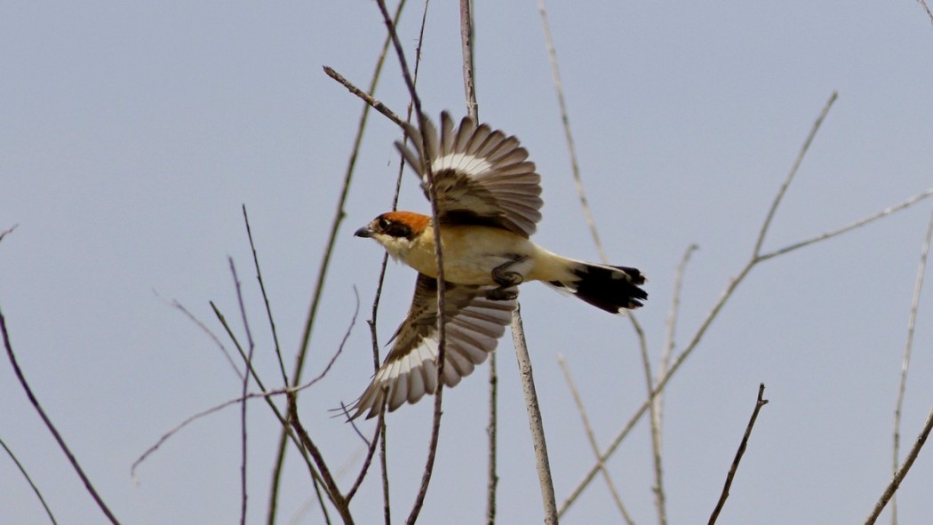 Woodchat Shrike