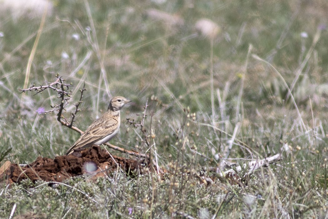Greater Short-toed Lark